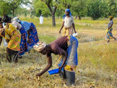 Women picking up shea nuts (1)